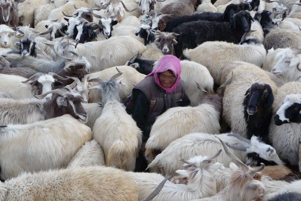 TSERING, BERGÈRE AU LADAKH
