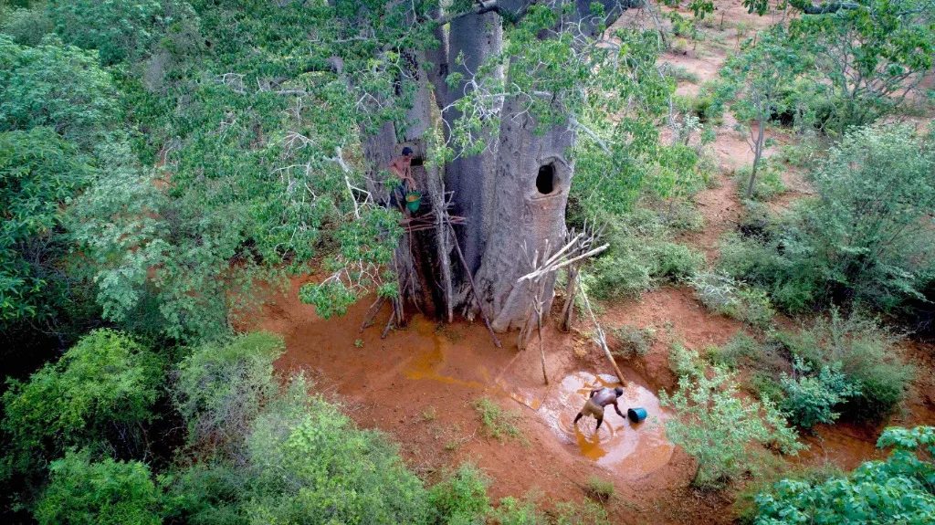 MAMODY, LE DERNIER CREUSEUR DE BAOBABS