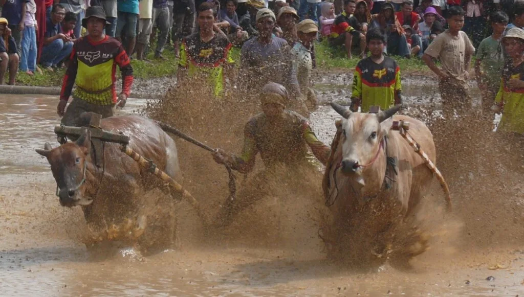 PACU JAWI