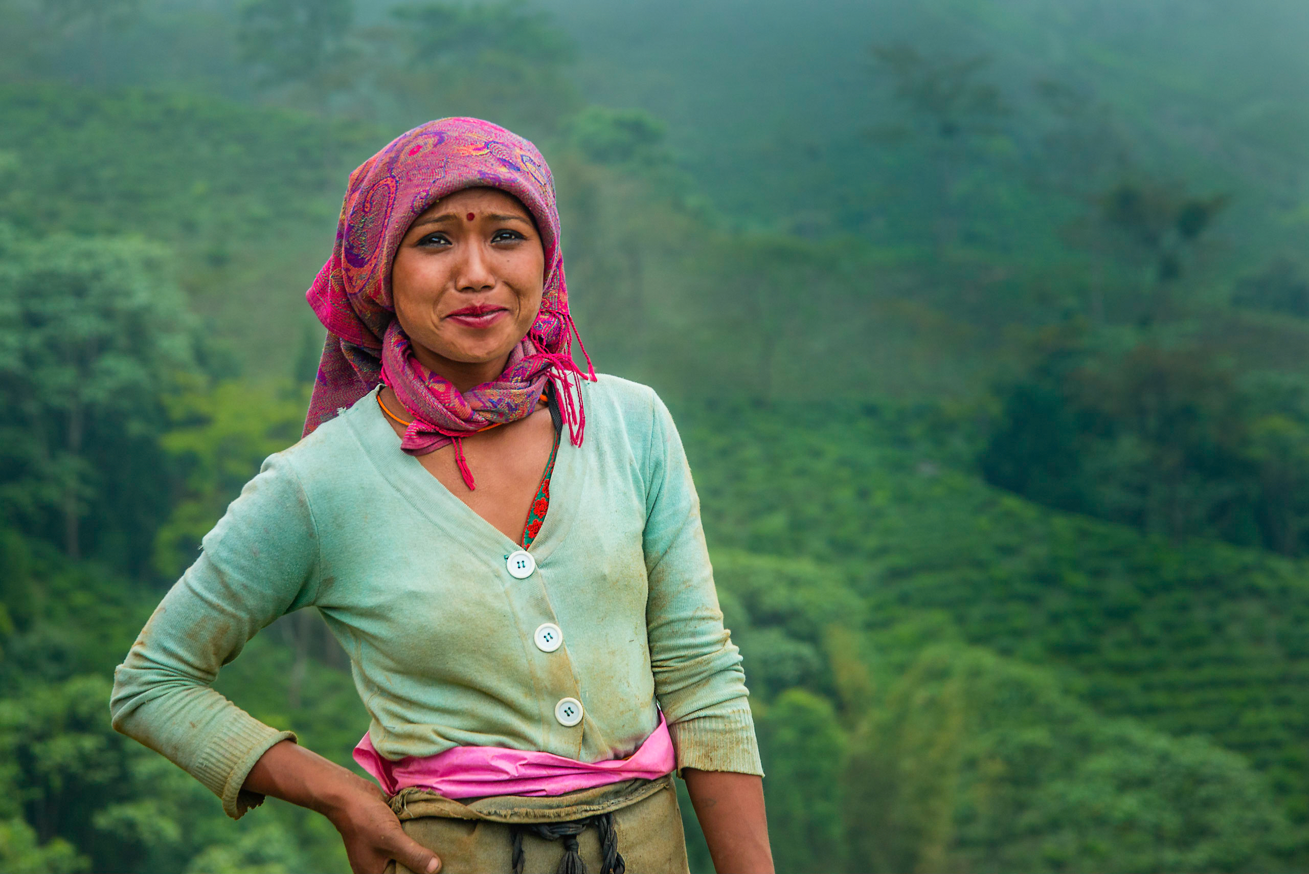 Plantation de thé de Darjeeling, Nord-Est de l'Inde